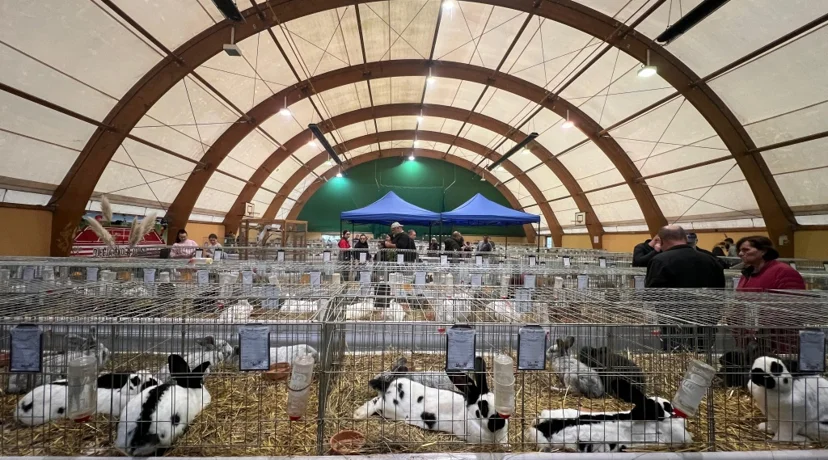 Varaždin ponosan domaćin - Održana državna i međunarodna izložba malih životinja