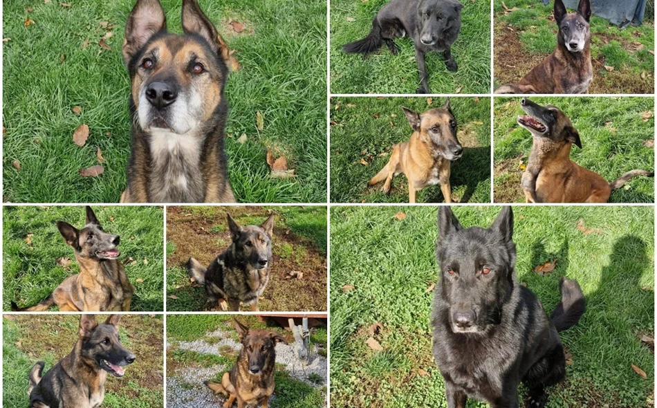 Spasili su tisuće i tisuće života, a sada traže dom