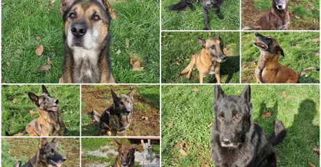 Spasili su tisuće i tisuće života, a sada traže dom