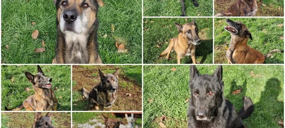 Spasili su tisuće i tisuće života, a sada traže dom