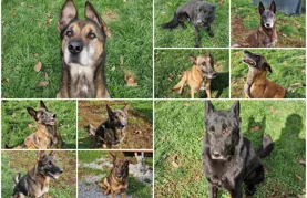 Spasili su tisuće i tisuće života, a sada traže dom