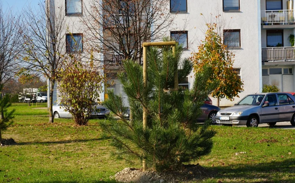 Varaždin nastavlja potvrđivati svoj status Europskog grada stabala - u listopadu posađeno 162 stabla