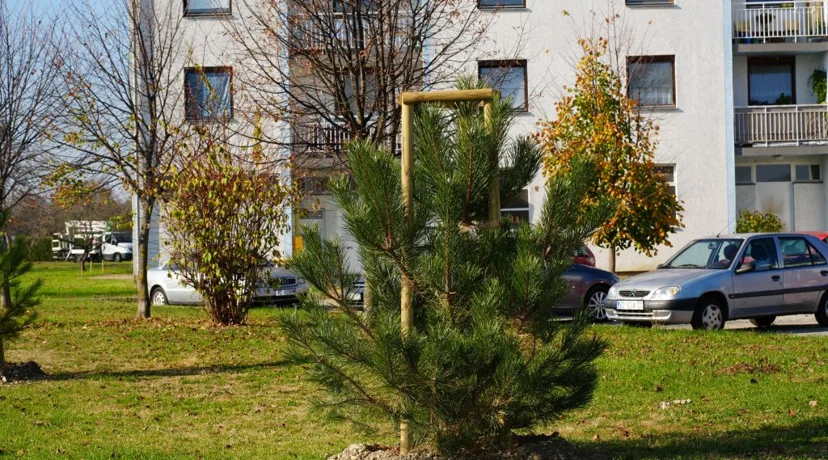 Varaždin nastavlja potvrđivati svoj status Europskog grada stabala - u listopadu posađeno 162 stabla