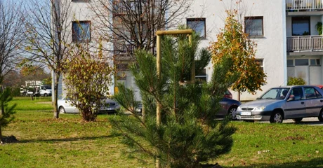 Varaždin nastavlja potvrđivati svoj status Europskog grada stabala - u listopadu posađeno 162 stabla