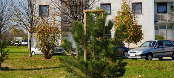 Varaždin nastavlja potvrđivati svoj status Europskog grada stabala - u listopadu posađeno 162 stabla