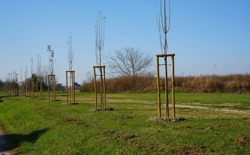 Varaždin nastavlja potvrđivati svoj status Europskog grada stabala - u listopadu posađeno 162 stabla