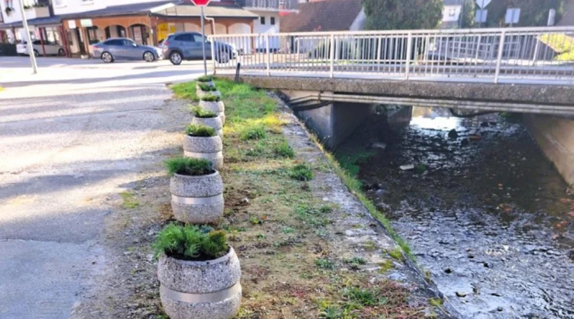 Jesenska sadnja u Ivancu – lovor višnja kod Pesek parka, žardinjere u Radićevoj