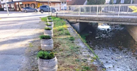 Jesenska sadnja u Ivancu – lovor višnja kod Pesek parka, žardinjere u Radićevoj