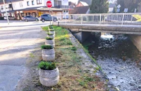 Jesenska sadnja u Ivancu &ndash; lovor višnja kod Pesek parka, žardinjere u Radićevoj