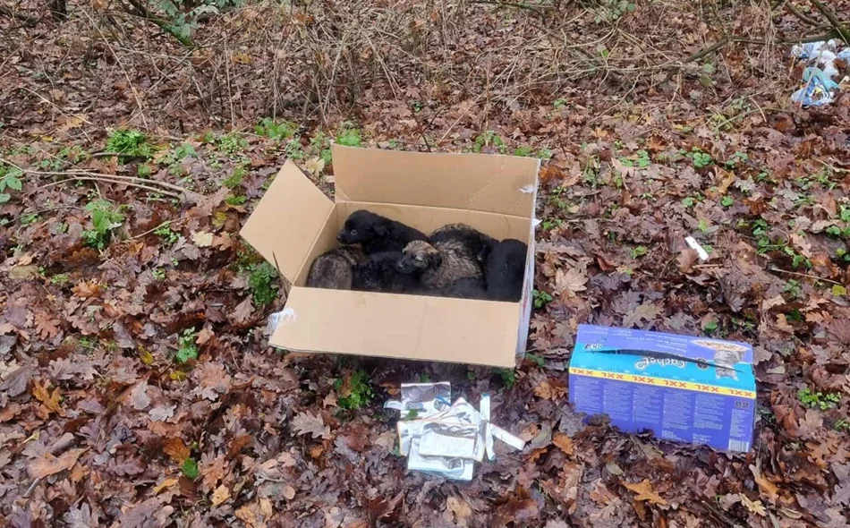 Netko u šumi ostavio osam štenaca – srećom, pronađeni su na vrijeme