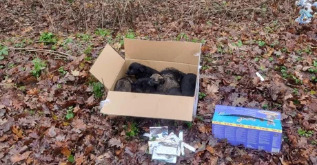 Netko u šumi ostavio osam štenaca &ndash; srećom, pronađeni su na vrijeme