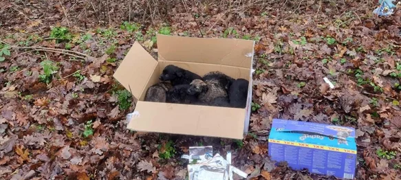 Netko u šumi ostavio osam štenaca &ndash; srećom, pronađeni su na vrijeme