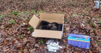 Netko u šumi ostavio osam štenaca – srećom, pronađeni su na vrijeme