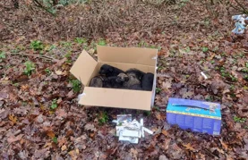 Netko u šumi ostavio osam štenaca &ndash; srećom, pronađeni su na vrijeme