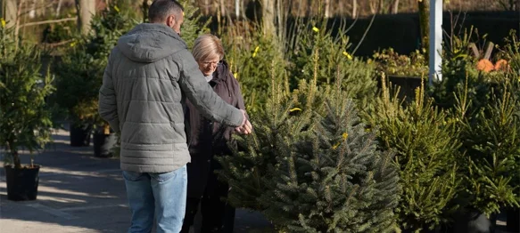 AUDIO Podržite Caritasovu humanitarnu akciju podjele božićnih drvaca u tegli