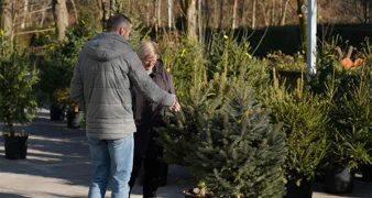 AUDIO Podržite Caritasovu humanitarnu akciju podjele božićnih drvaca u tegli