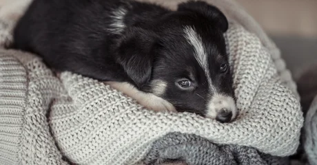 Započeli su &bdquo;dani petarda&rdquo; &ndash; manjina nas pretvara u Divlji zapad i terorizira većinu