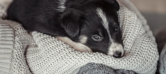 Započeli su &bdquo;dani petarda&rdquo; &ndash; manjina nas pretvara u Divlji zapad i terorizira većinu