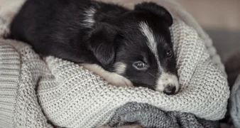 Započeli su &bdquo;dani petarda&rdquo; &ndash; manjina nas pretvara u Divlji zapad i terorizira većinu