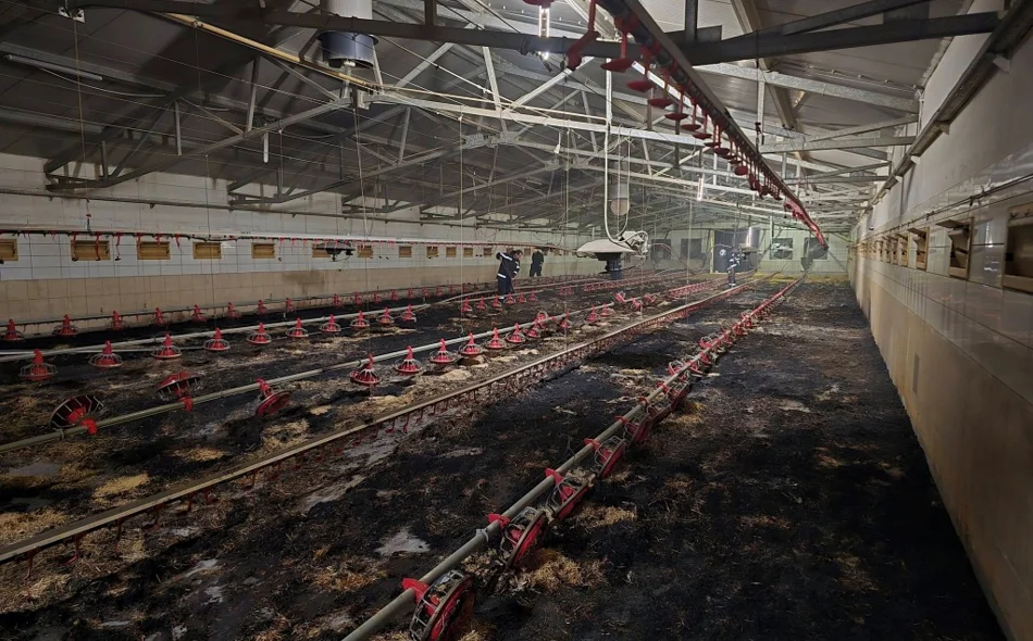 FOTO U požaru peradarnika došlo do uginuća više tisuća pilića