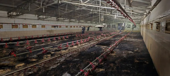 FOTO U požaru peradarnika došlo do uginuća više tisuća pilića