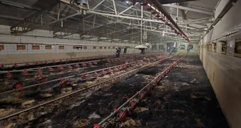 FOTO U požaru peradarnika došlo do uginuća više tisuća pilića