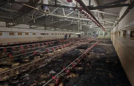 FOTO U požaru peradarnika došlo do uginuća više tisuća pilića