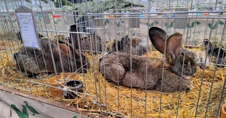 Ideja za vikend izlet s djecom: Obiđite izložbu s oko 600 kunića, ptica, golubova, peradi&hellip;