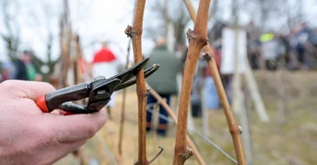 Ne propustite Vincekovo na Varaždin Bregu