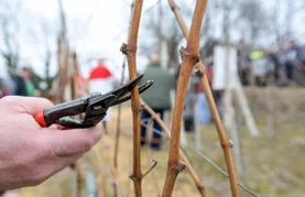Udruga Pinta organizira Vincekovo uz blagoslov vinograda i druženje