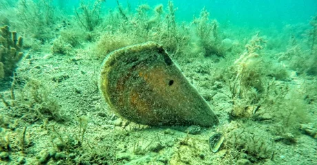 U godinu dana broj živih plemenitih periski smanjio se na svega sedam!