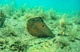 U godinu dana broj živih plemenitih periski smanjio se na svega sedam!