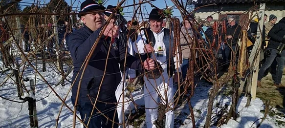 Rezidba trsova i blagoslov vinograda u Gornjem Martijancu