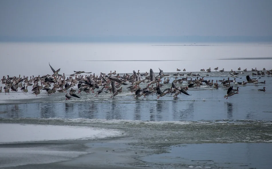 Dođite na ptičarenje &ndash; promatranje ptica uz stručno vodstvo