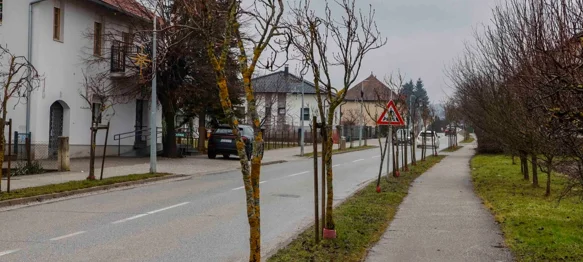 Idući tjedan uklanjanje lošeg drvoreda u Malezovoj i Varaždinskoj te kestena u Malom parku