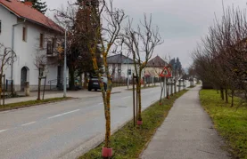 Idući tjedan uklanjanje lošeg drvoreda u Malezovoj i Varaždinskoj te kestena u Malom parku