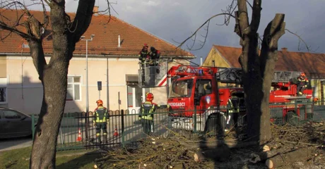 Uklanjaju se bolesni kesteni koji prijete sigurnosti djece i građana