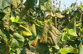 Grad prikuplja prijave za sufinancirano krčenje zapuštenih vinograda