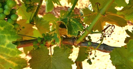 Poziv vlasnicima vinograda za prijavu zapuštenih površina i suzbijanje zlatne žutice