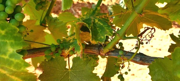 Poziv vlasnicima vinograda za prijavu zapuštenih površina i suzbijanje zlatne žutice