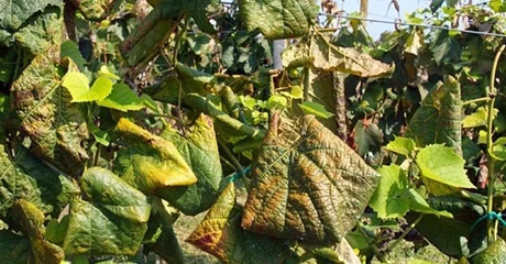 Novi Marof poziva vlasnike vinograda za prijavu zapuštenih vinograda ili zaraženih žuticom