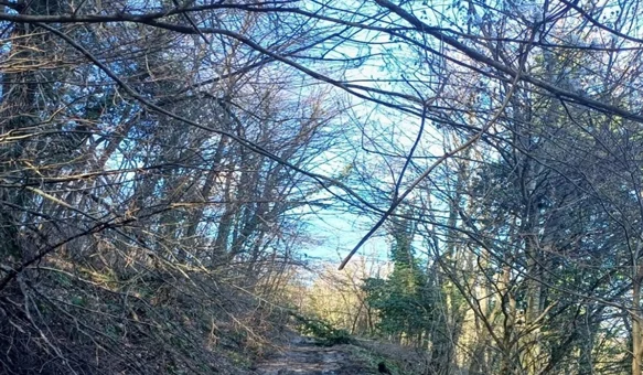 Općina Klenovnik poziva vlasnike na uklanjanje stabala i raslinja uz prometnice