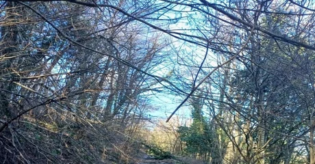 Općina Klenovnik poziva vlasnike na uklanjanje stabala i raslinja uz prometnice