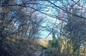 Općina Klenovnik poziva vlasnike na uklanjanje stabala i raslinja uz prometnice