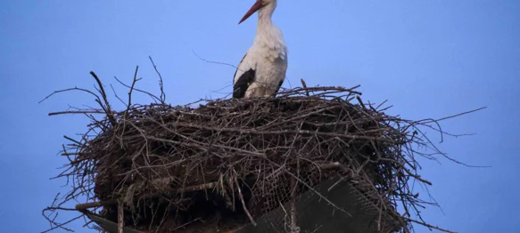 Rode se vratile u svoja gnijezda