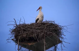 Rode se vratile u svoja gnijezda