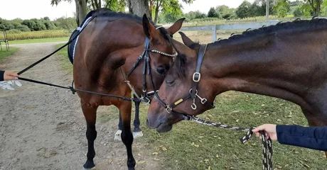 &bdquo;Ulaz je besplatan, ali konjići kažu da je jedna mrkva ili jabuka savršena ulaznica!&rdquo;