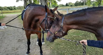 &bdquo;Ulaz je besplatan, ali konjići kažu da je jedna mrkva ili jabuka savršena ulaznica!&rdquo;