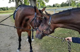 &bdquo;Ulaz je besplatan, ali konjići kažu da je jedna mrkva ili jabuka savršena ulaznica!&rdquo;