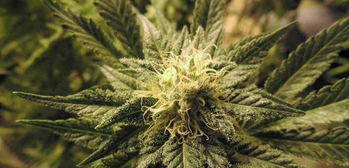 Mladiću uhvaćenom s drogom kazna od 2650 eura!